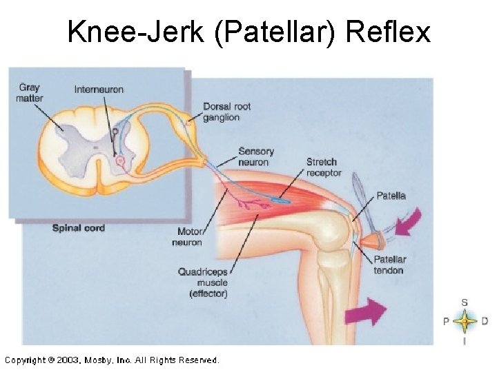 Knee-Jerk (Patellar) Reflex Knee-Jerk (Patellar) Reflex