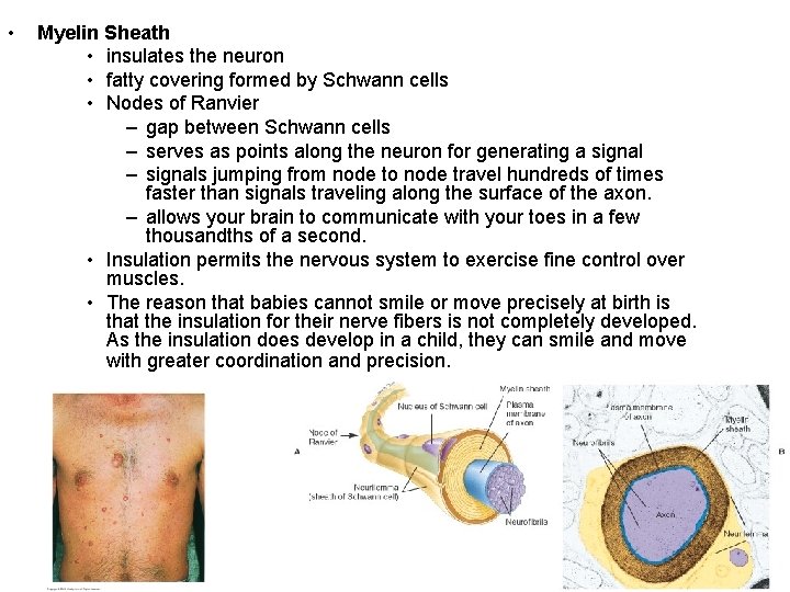 • Myelin Sheath • insulates the neuron • fatty covering formed by Schwann • Myelin Sheath • insulates the neuron • fatty covering formed by Schwann