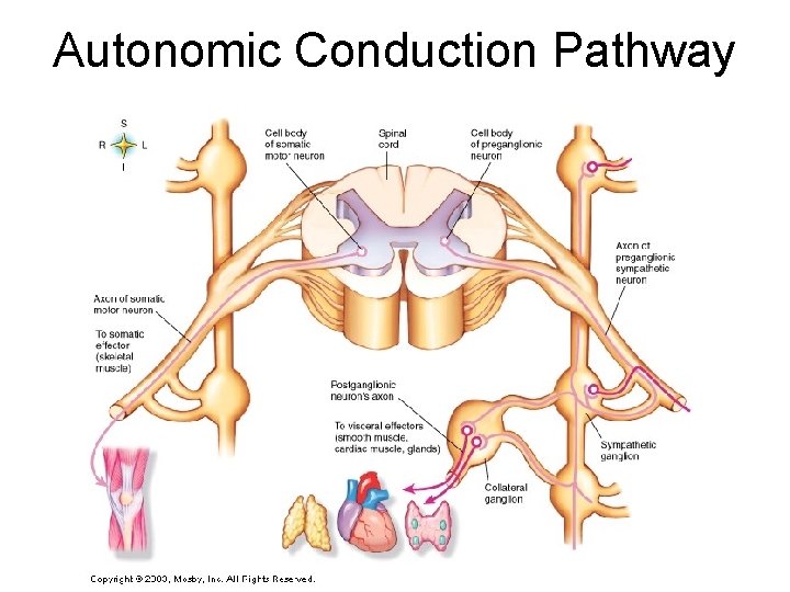 Autonomic Conduction Pathway Autonomic Conduction Pathway