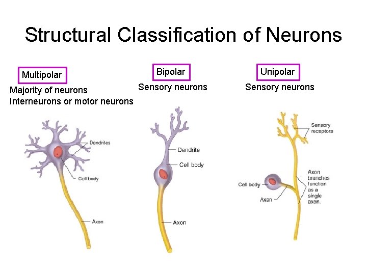 Structural Classification of Neurons Multipolar Bipolar Sensory neurons Majority of neurons Interneurons or motor Structural Classification of Neurons Multipolar Bipolar Sensory neurons Majority of neurons Interneurons or motor