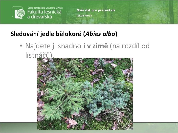 Sběr dat pro prezentaci Jakub Horák Sledování jedle bělokoré (Abies alba) • Najdete ji