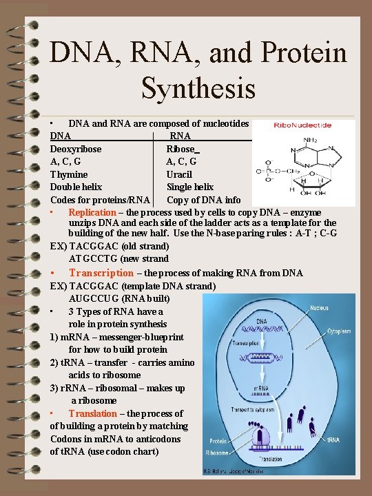 DNA, RNA, and Protein Synthesis • DNA and RNA are composed of nucleotides DNA