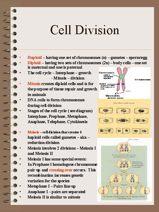 Cell Division • • • • Haploid – having one set of chromosomes (n)