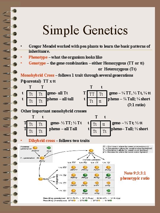 Simple Genetics • Gregor Mendel worked with pea plants to learn the basic patterns