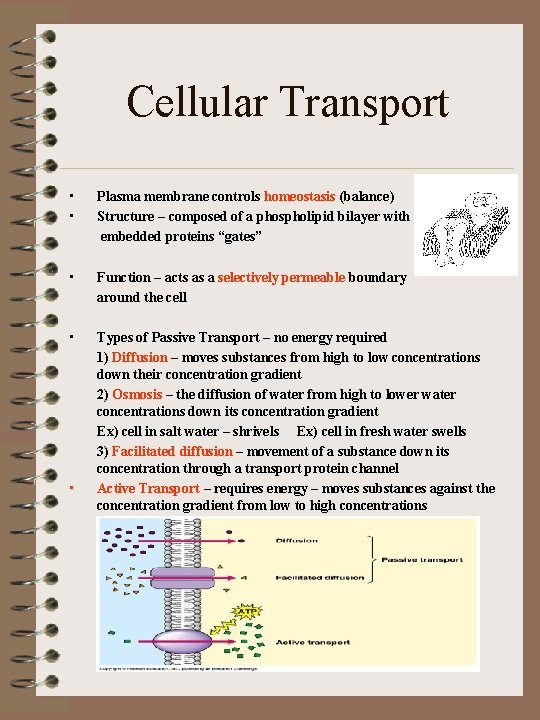 Cellular Transport • • Plasma membrane controls homeostasis (balance) Structure – composed of a