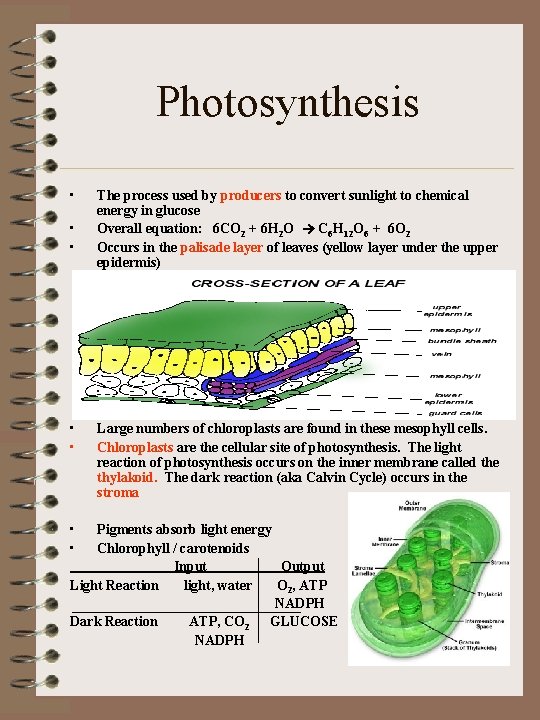 Photosynthesis • • The process used by producers to convert sunlight to chemical energy