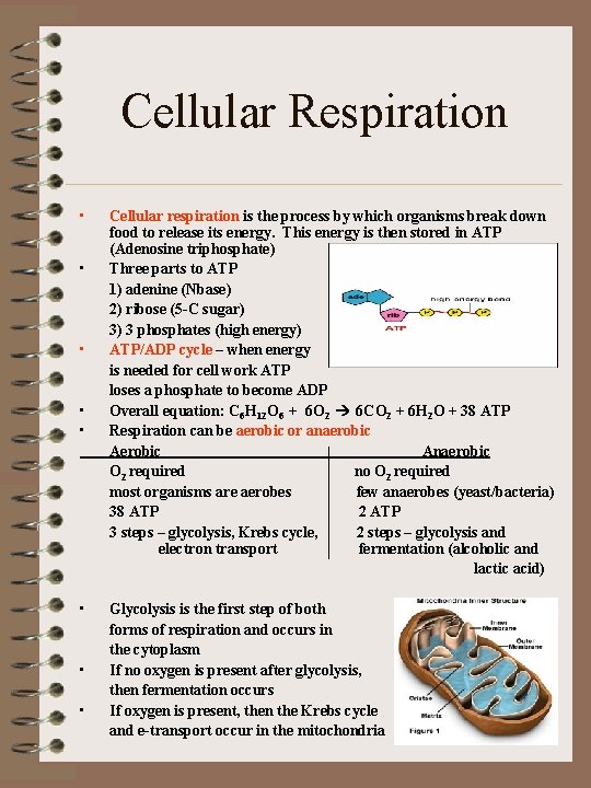 Cellular Respiration • • Cellular respiration is the process by which organisms break down