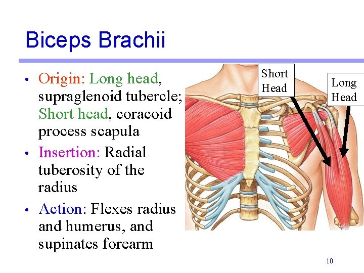 Biceps Brachii • • • Origin: Long head, supraglenoid tubercle; Short head, coracoid process