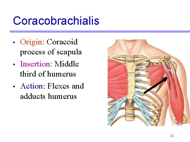 Coracobrachialis • • • Origin: Coracoid process of scapula Insertion: Middle third of humerus