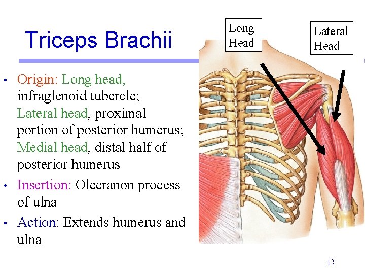 Triceps Brachii • • • Long Head Lateral Head Origin: Long head, infraglenoid tubercle;