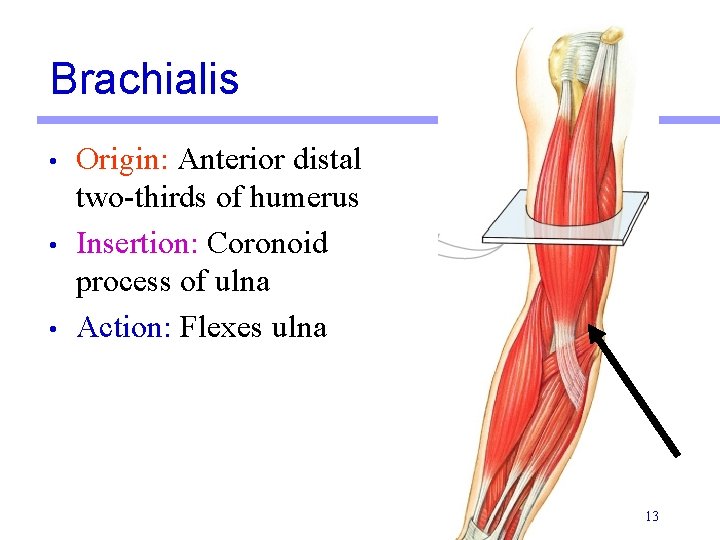 Brachialis • • • Origin: Anterior distal two-thirds of humerus Insertion: Coronoid process of