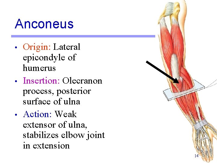 Anconeus • • • Origin: Lateral epicondyle of humerus Insertion: Olecranon process, posterior surface