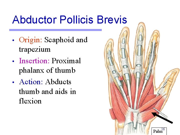 Abductor Pollicis Brevis • • • Origin: Scaphoid and trapezium Insertion: Proximal phalanx of