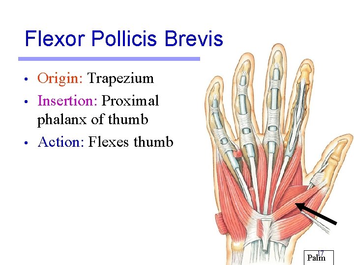 Flexor Pollicis Brevis • • • Origin: Trapezium Insertion: Proximal phalanx of thumb Action: