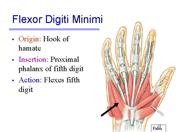 Flexor Digiti Minimi • • • Origin: Hook of hamate Insertion: Proximal phalanx of