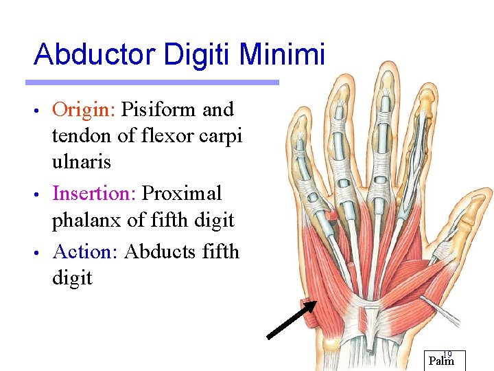 Abductor Digiti Minimi • • • Origin: Pisiform and tendon of flexor carpi ulnaris