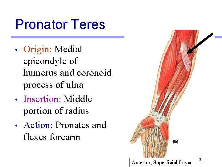 Pronator Teres • • • Origin: Medial epicondyle of humerus and coronoid process of