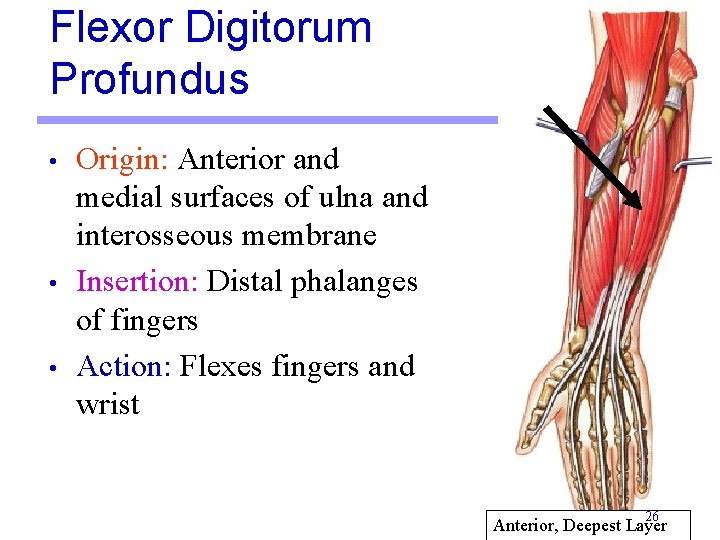 Flexor Digitorum Profundus • • • Origin: Anterior and medial surfaces of ulna and