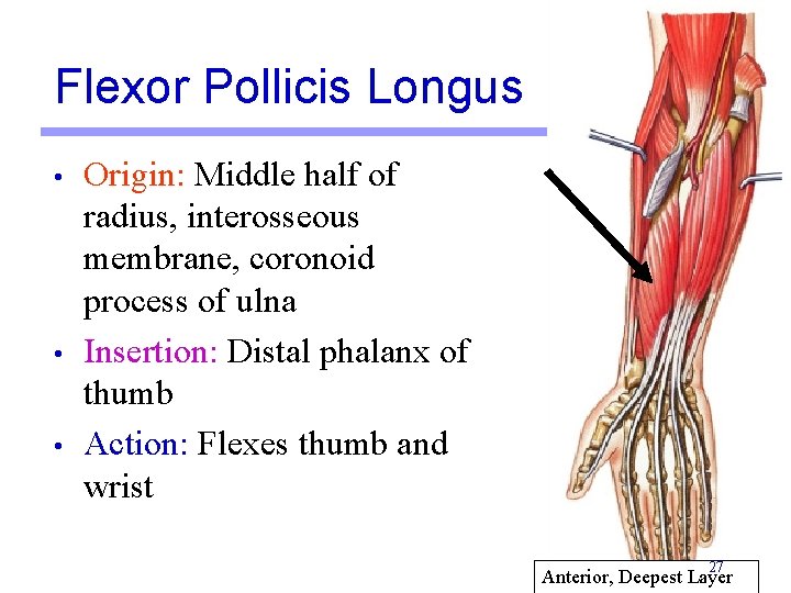 Flexor Pollicis Longus • • • Origin: Middle half of radius, interosseous membrane, coronoid