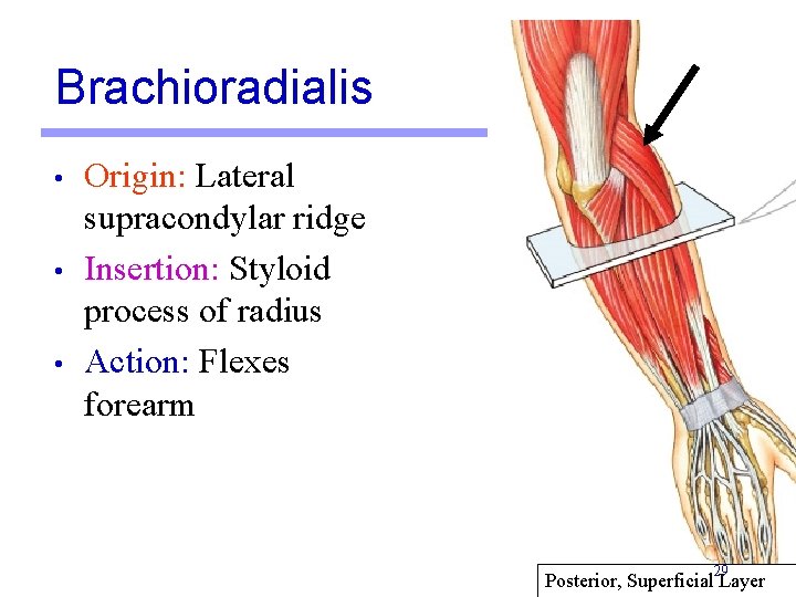 Brachioradialis • • • Origin: Lateral supracondylar ridge Insertion: Styloid process of radius Action: