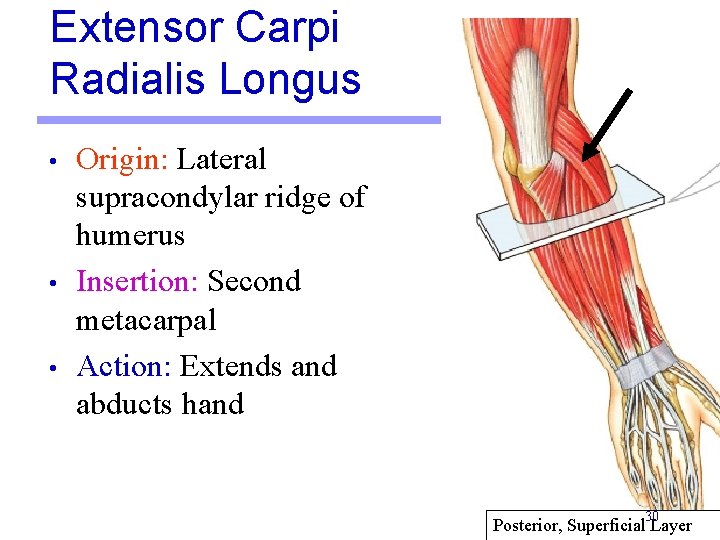 Extensor Carpi Radialis Longus • • • Origin: Lateral supracondylar ridge of humerus Insertion: