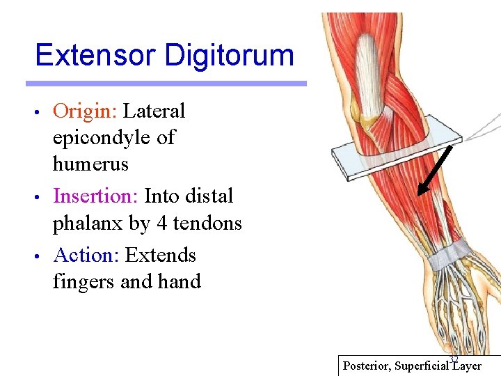 Extensor Digitorum • • • Origin: Lateral epicondyle of humerus Insertion: Into distal phalanx