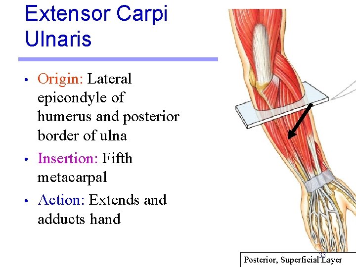 Extensor Carpi Ulnaris • • • Origin: Lateral epicondyle of humerus and posterior border
