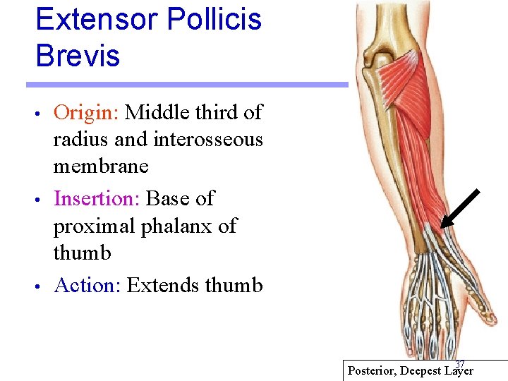 Extensor Pollicis Brevis • • • Origin: Middle third of radius and interosseous membrane