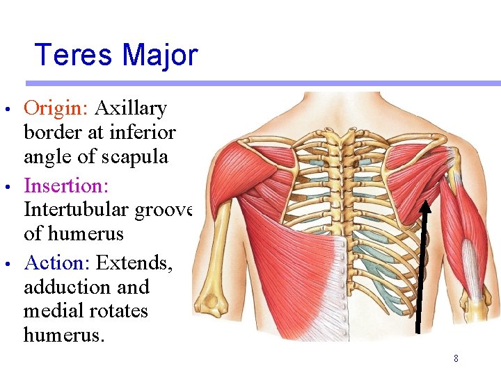 Teres Major • • • Origin: Axillary border at inferior angle of scapula Insertion: