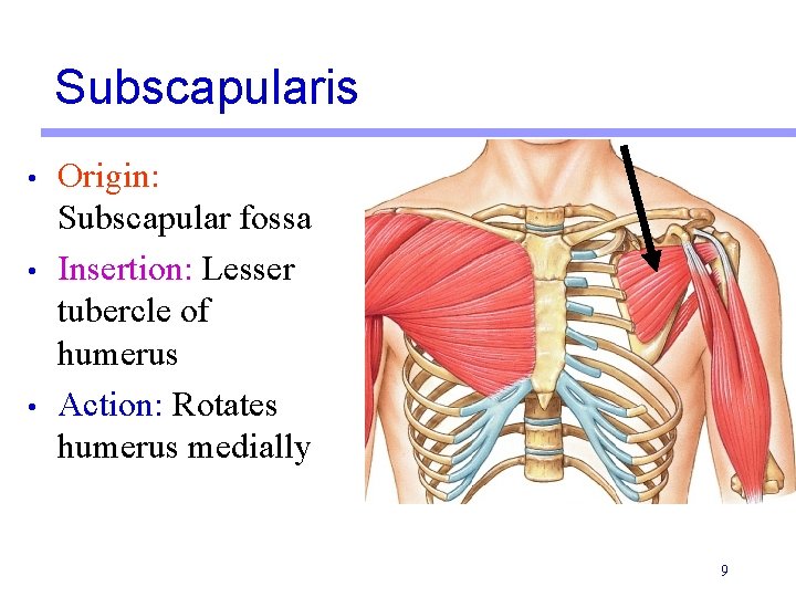 Subscapularis • • • Origin: Subscapular fossa Insertion: Lesser tubercle of humerus Action: Rotates