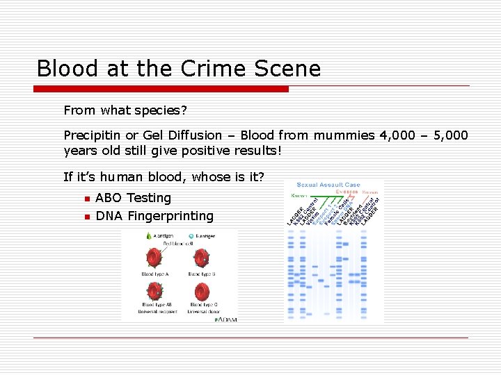 Blood at the Crime Scene From what species? Precipitin or Gel Diffusion – Blood