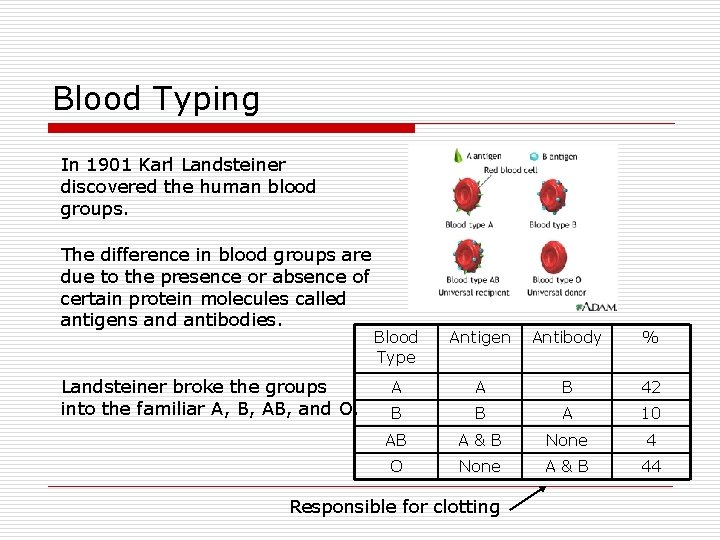 Blood Typing In 1901 Karl Landsteiner discovered the human blood groups. The difference in
