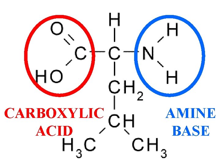 CARBOXYLIC ACID AMINE BASE 