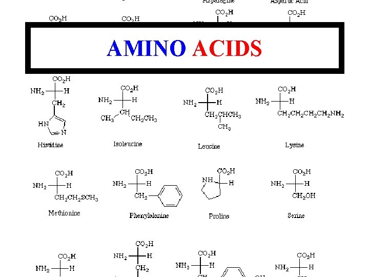 AMINO ACIDS 