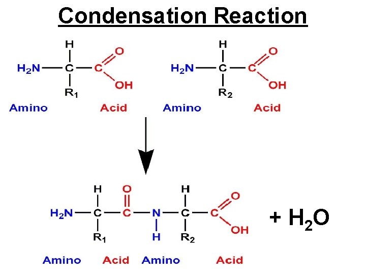Condensation Reaction + H 2 O 