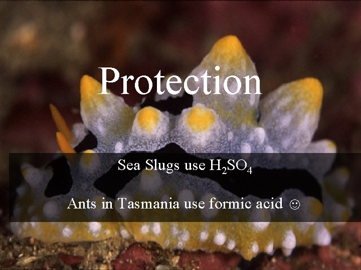 Protection Sea Slugs use H 2 SO 4 Ants in Tasmania use formic acid