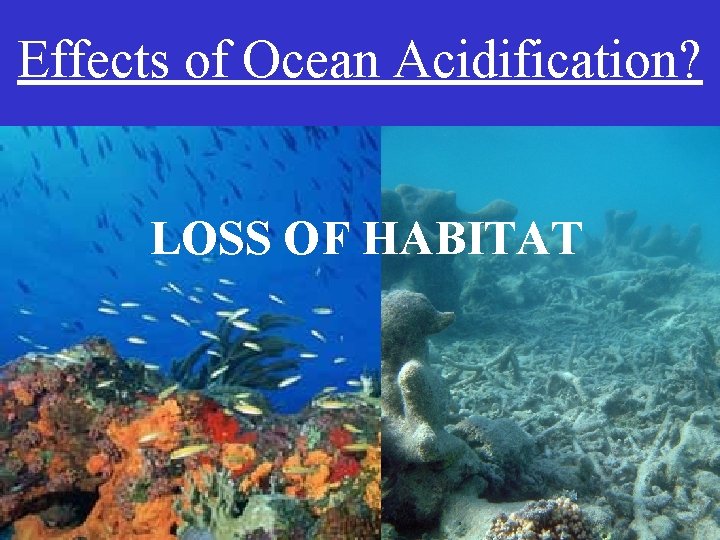 Effects of Ocean Acidification? LOSS OF HABITAT 