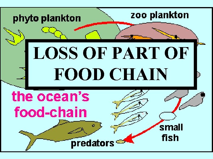 LOSS OF PART OF FOOD CHAIN 