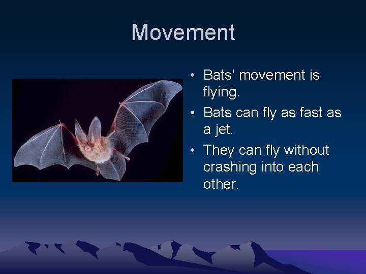 Movement • Bats’ movement is flying. • Bats can fly as fast as a