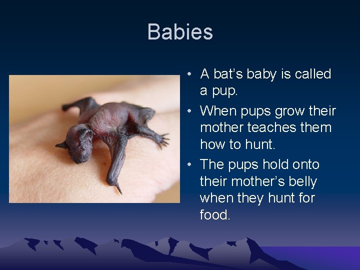 Babies • A bat’s baby is called a pup. • When pups grow their