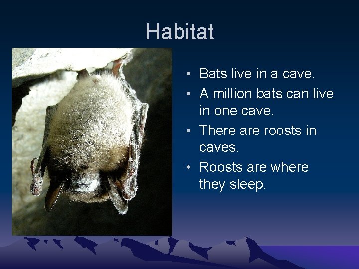 Habitat • Bats live in a cave. • A million bats can live in