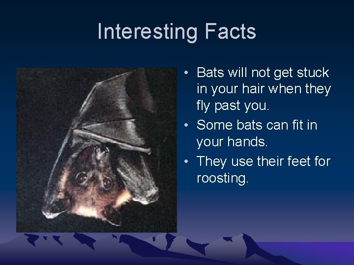 Interesting Facts • Bats will not get stuck in your hair when they fly