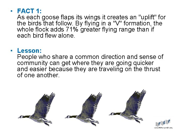  • FACT 1: As each goose flaps its wings it creates an "uplift"