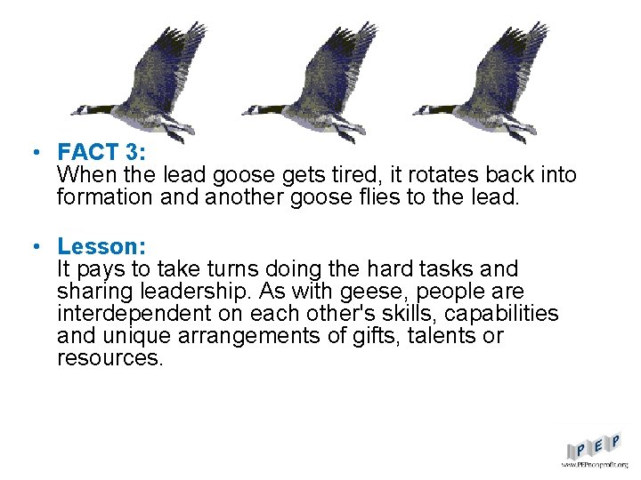  • FACT 3: When the lead goose gets tired, it rotates back into