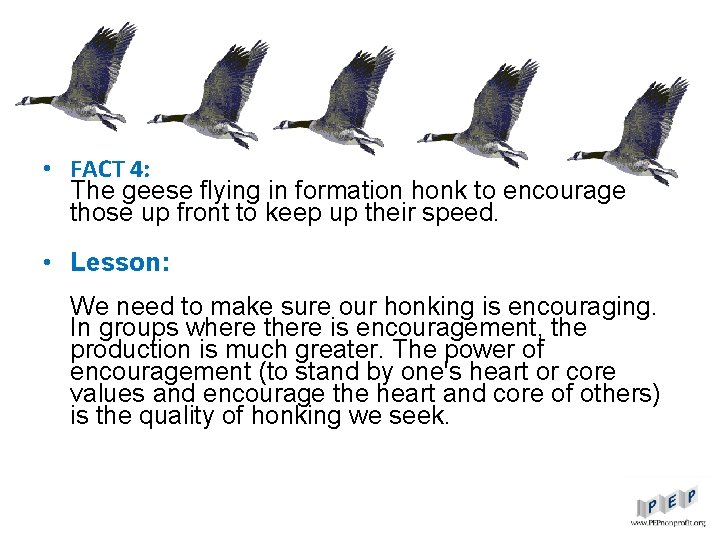  • FACT 4: The geese flying in formation honk to encourage those up