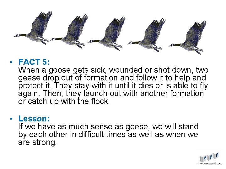  • FACT 5: When a goose gets sick, wounded or shot down, two