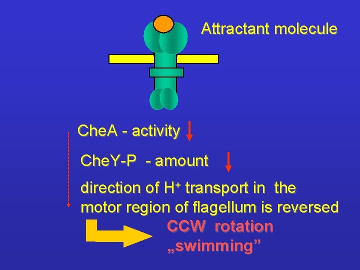 Attractant molecule Che. A - activity Che. Y-P - amount direction of H+ transport