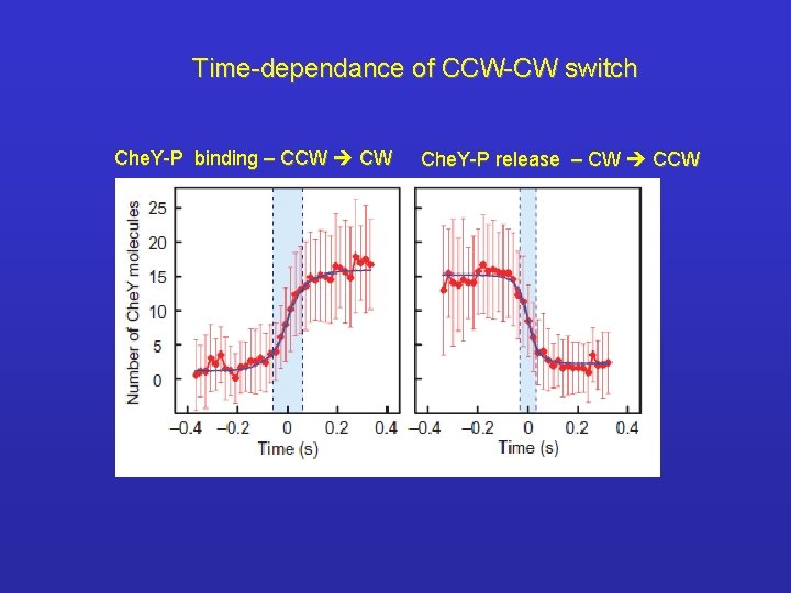 Time-dependance of CCW-CW switch Che. Y-P binding – CCW CW Che. Y-P release –
