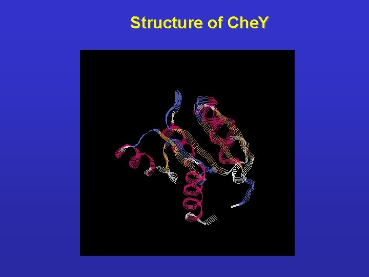 Structure of Che. Y 