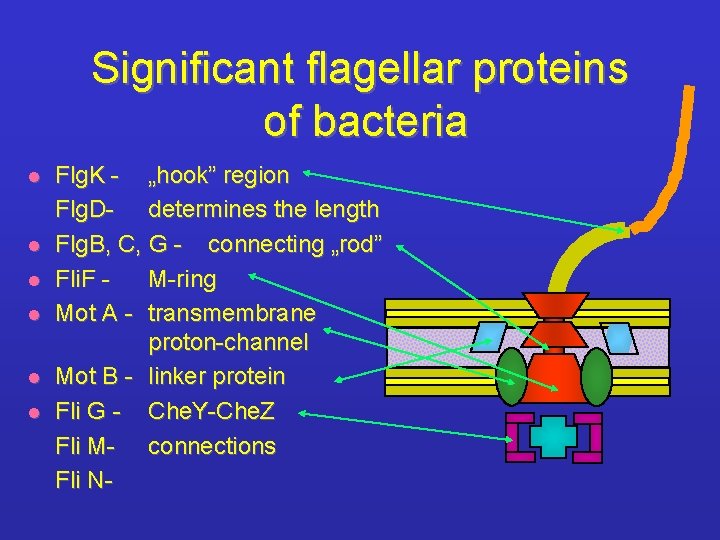 Significant flagellar proteins of bacteria l l l Flg. K - „hook” region Flg.